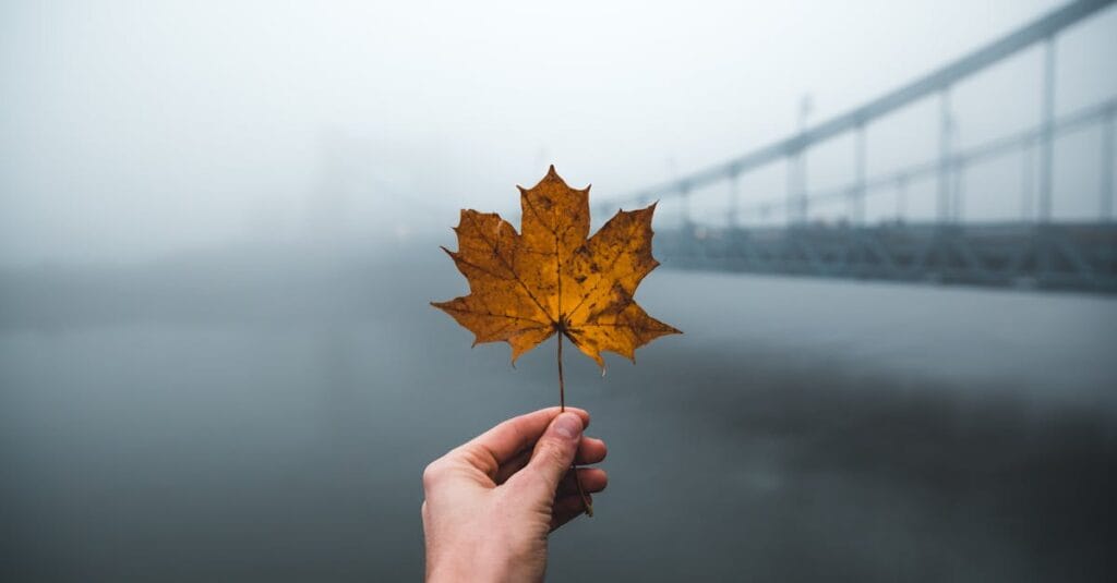 A moody morning view of a hand holding a maple leaf with a foggy bridge in Wrocław, Poland.